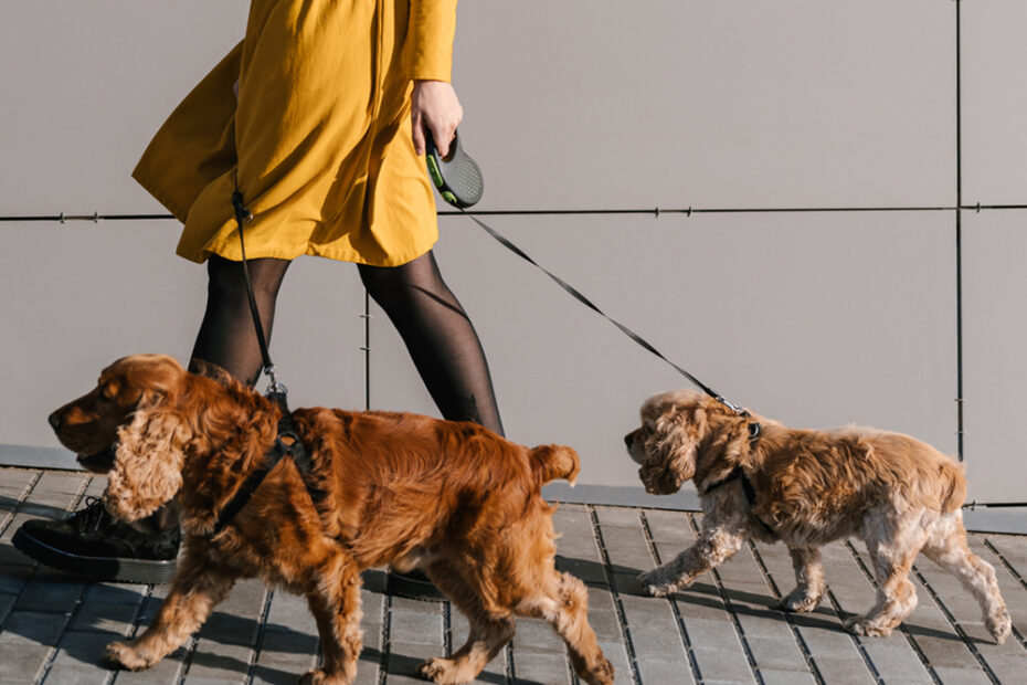 How To Find A Reliable Dog Walker · The Wildest