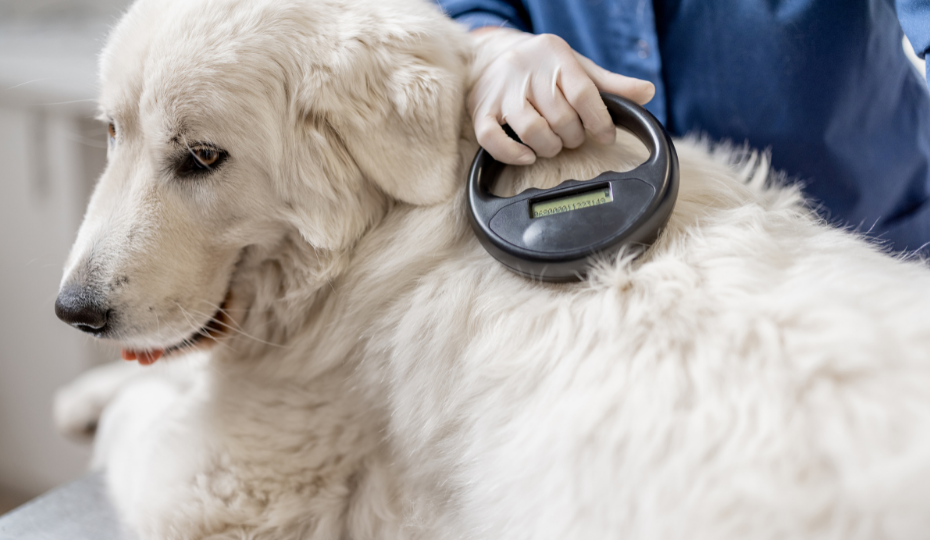 How Much Does It Cost To Microchip A Dog? | Pawlicy Advisor