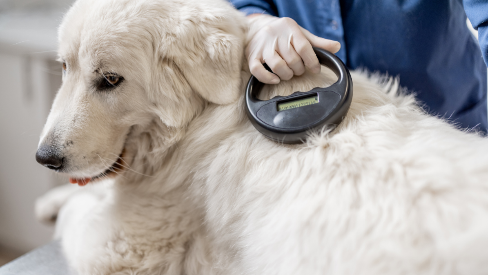 How Much Does It Cost To Microchip A Dog? | Pawlicy Advisor