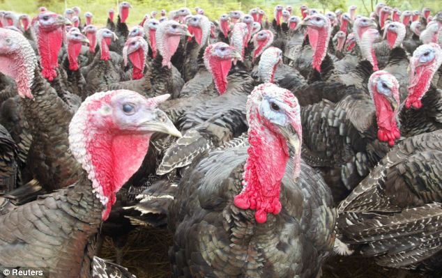 The Truth About Free-Range Turkeys Will Put You Off Your Christmas Dinner |  Daily Mail Online