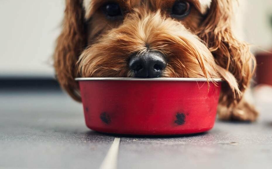 What Should I Feed My Dog | Rspca Pet Insurance