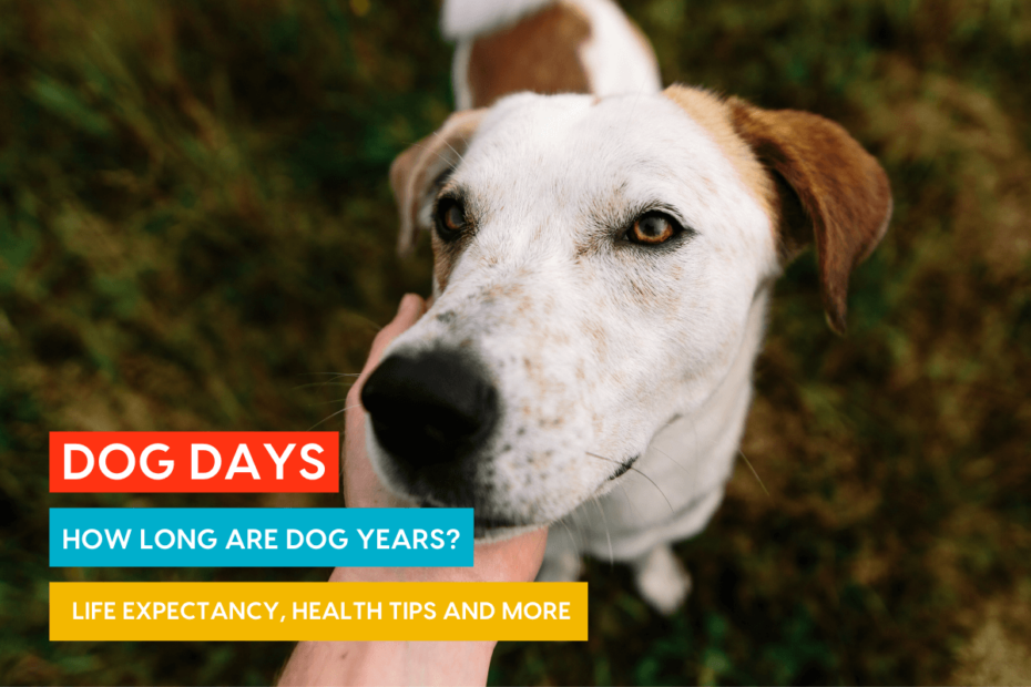 Dog Days: How Long Are Dog Years, Dog Life Expectancy Chart, And More |  Pupford
