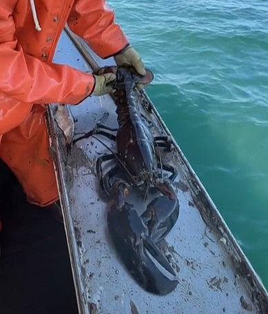 Monster Lobster Caught In Maine Could Be Over 100 Years Old