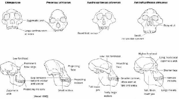 Evolution Of The Australopithecines – Evrim Teorisi Online