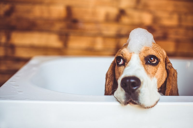 How To Give A Dog A Bath | Aspca Pet Health Insurance