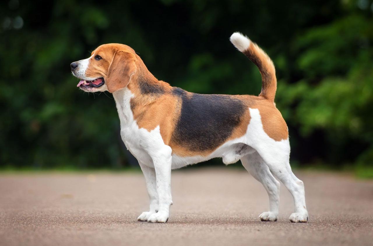 Beagle | Overview, Description, Temperament, & Facts | Britannica