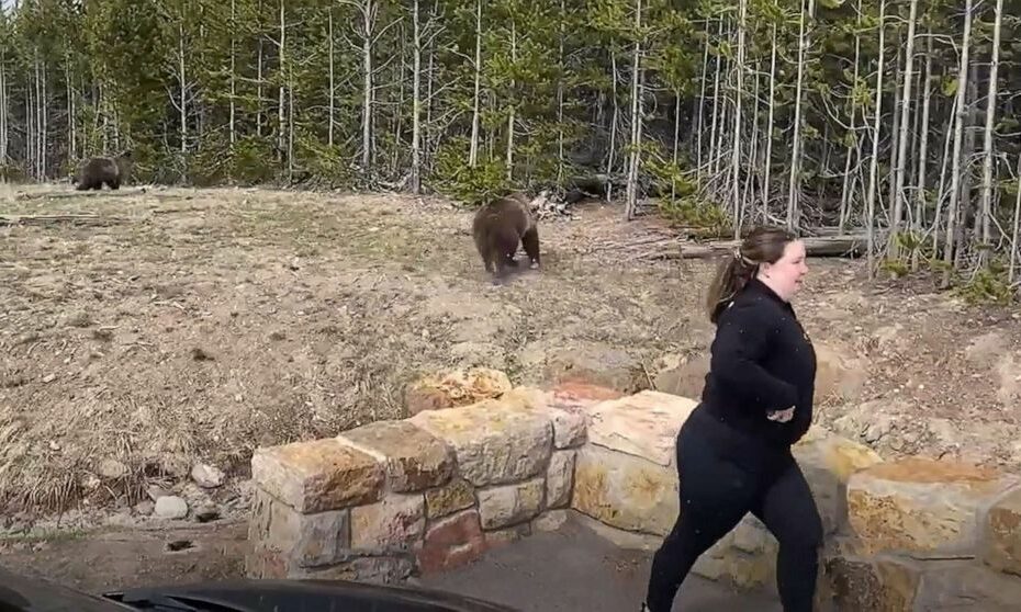 Cellphone Snapshot Of Grizzly Has Yellowstone Tourist Facing Federal  Charges - Abc News