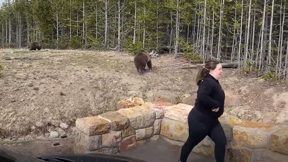 Cellphone Snapshot Of Grizzly Has Yellowstone Tourist Facing Federal  Charges - Abc News