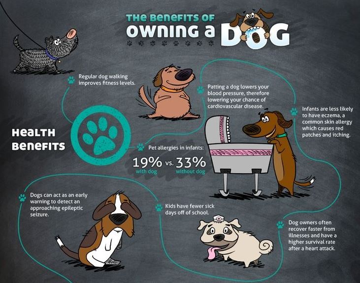 Benefits Of Dog Ownership Infographic - Kurgo Dog Products