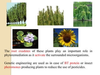 Bioremediation