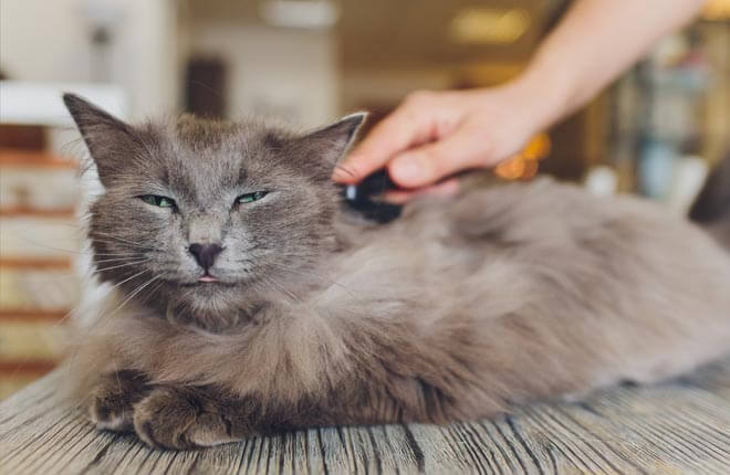 My Cat Is Shedding A Lot. What Does It Mean? | Zoetis Petcare