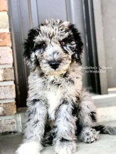 Goldendoodle/Blue Merle Doodles On Pinterest