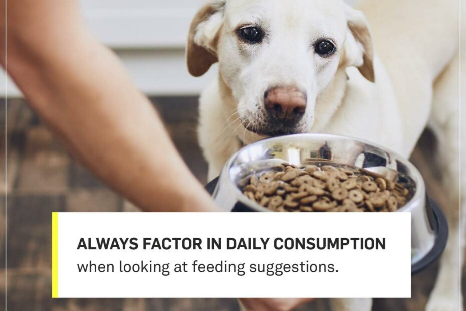 How Much Should I Feed My Dog? Your Dog'S Complete Nutrition Guide | Gallant