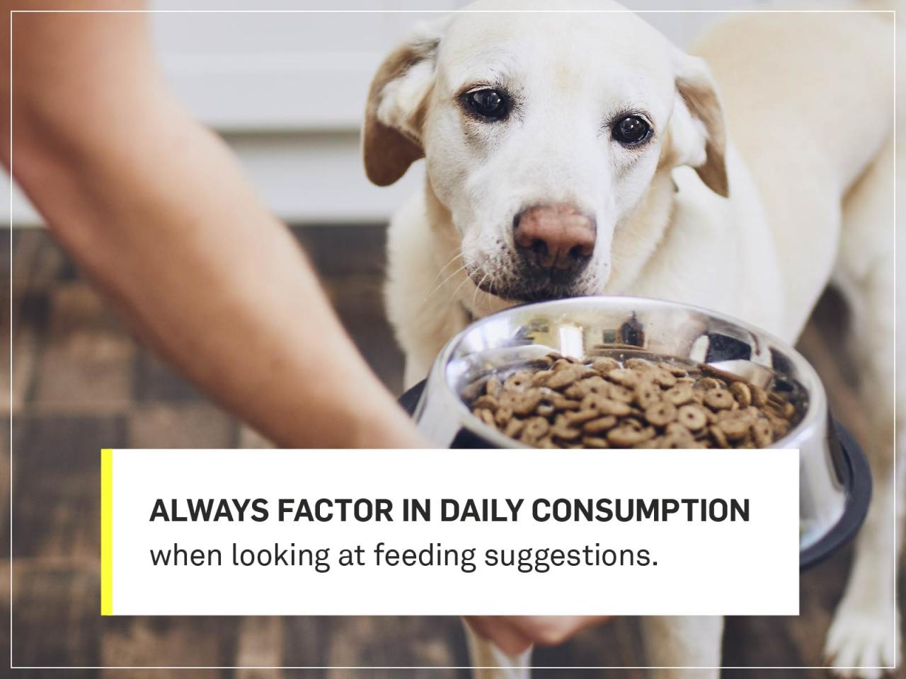 How Much Should I Feed My Dog? Your Dog'S Complete Nutrition Guide | Gallant