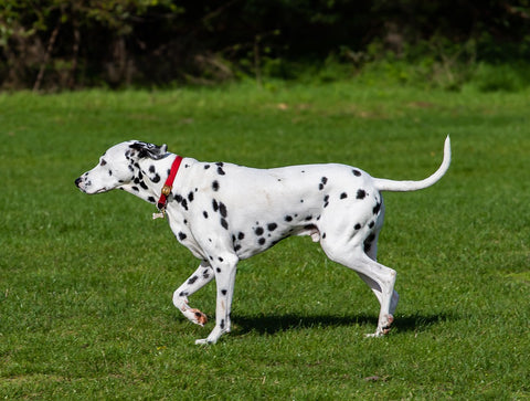 Why Dalmatians Are The Best Family Dog – Neater Pets