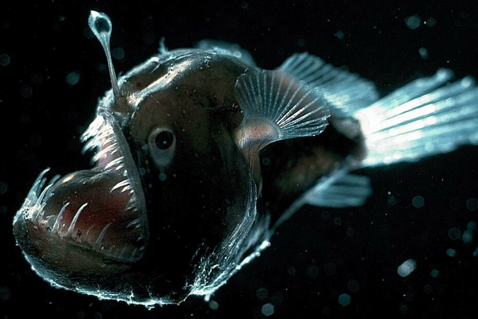 What Is An Anglerfish? • Earthpedia • Earth.Com