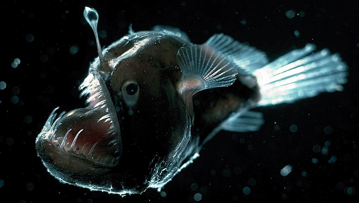 What Is An Anglerfish? • Earthpedia • Earth.Com