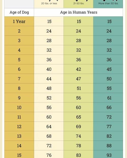 Dog Years To Human Years: Can You Calculate Your Dog'S Age? | Pawtracks