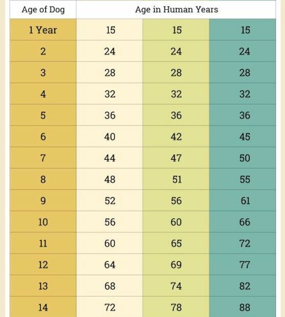 Dog Years To Human Years: Can You Calculate Your Dog'S Age? | Pawtracks