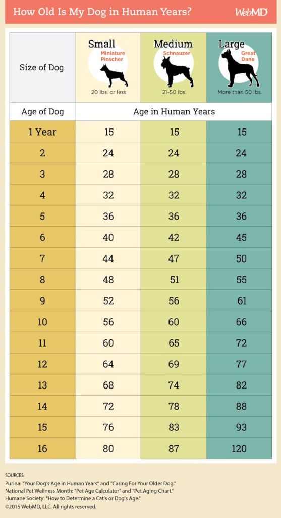 Dog Years To Human Years: Can You Calculate Your Dog'S Age? | Pawtracks