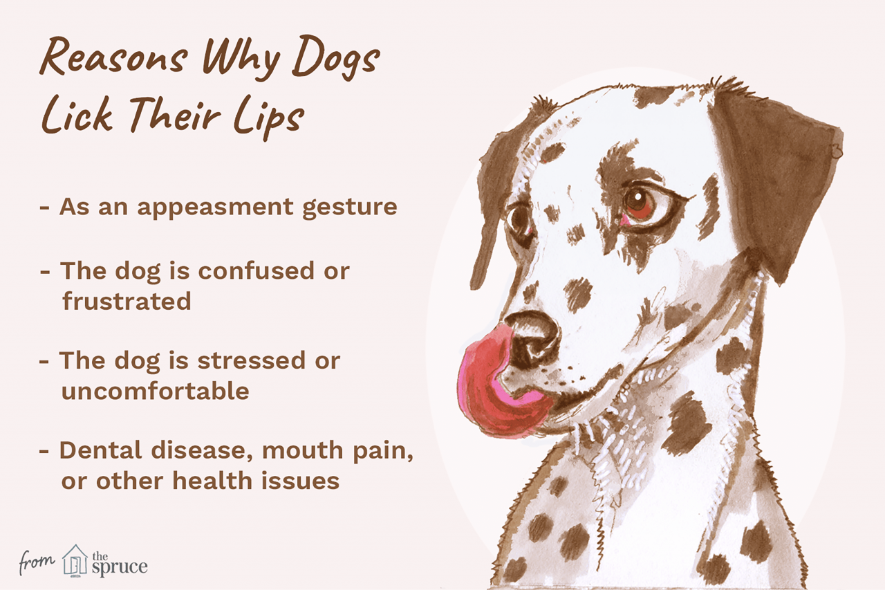 What It Means When A Dog Licks Its Lips