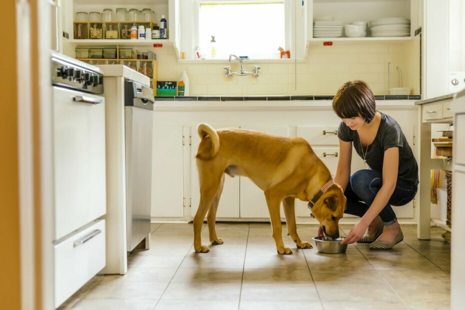 What Kind Of Food Should I Feed My Diabetic Dog?