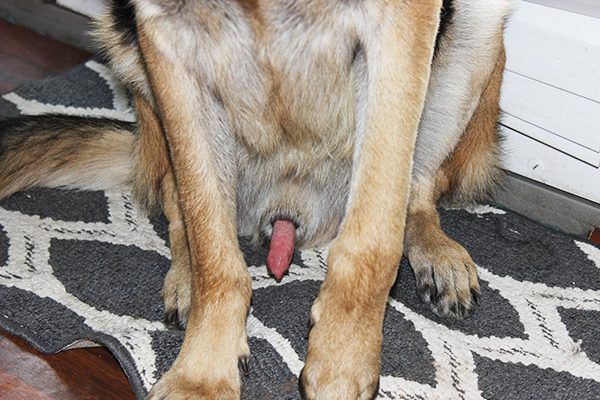 Everything You Wanted To Know About Dog Penis Behavior