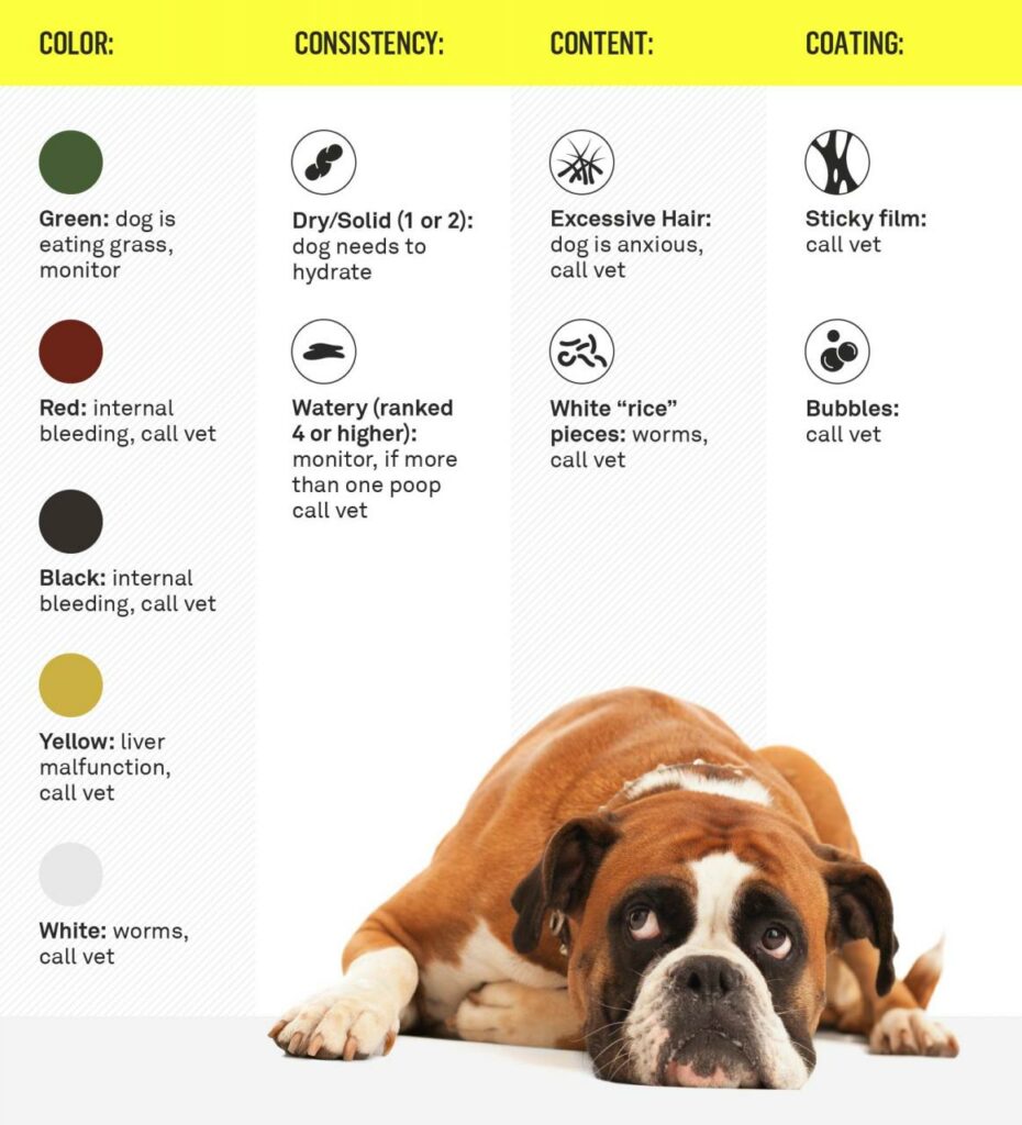 Can You Get Sick From Dog Poop: Understanding The Risks