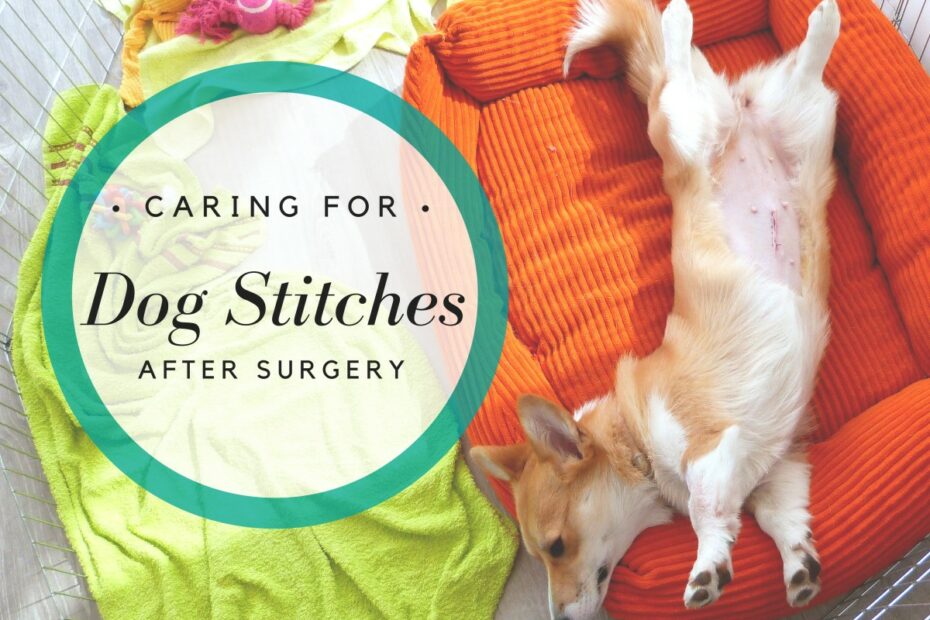 How To Care For And Keep Dog Stitches Clean After Surgery - Pethelpful