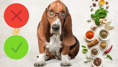 Never Give Your Dog These 13 Spices & Seasonings– They'Re Toxic! – The Dog  Bakery