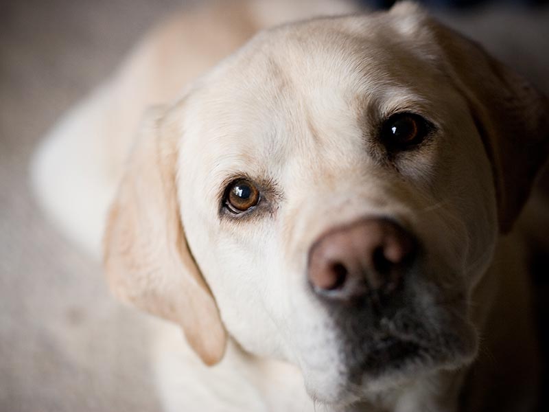 How Different Breeds Seek Eye Contact Differently
