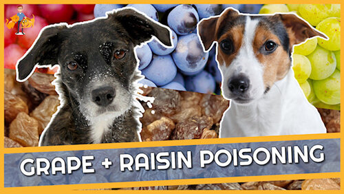 Raisin + Grape Poisoning In Dogs - How Many Will Kill? — Our Pet'S Health