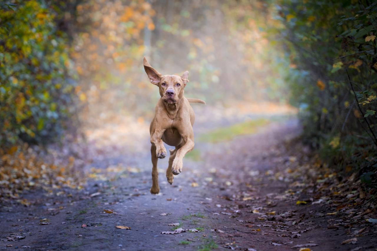 Glucosamine For Dogs