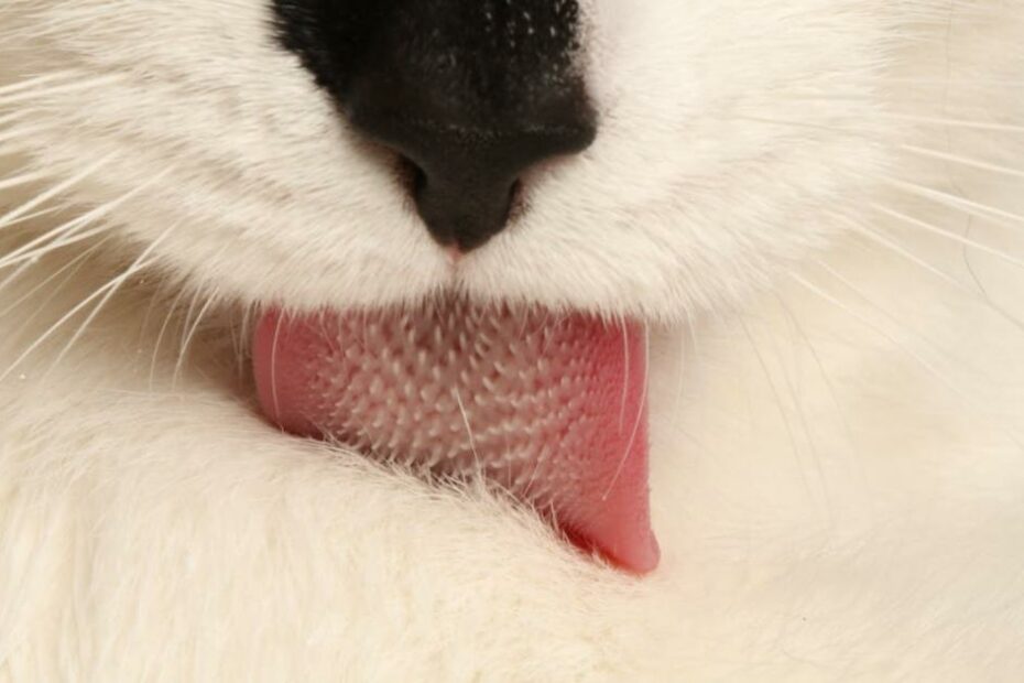 Cool For Cats: That Spiny Tongue Does More Than Keep A Cat Well Groomed