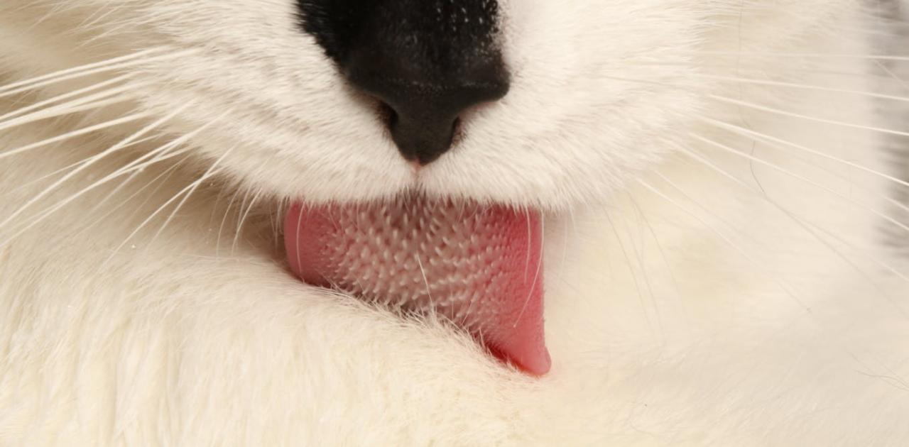 Cool For Cats: That Spiny Tongue Does More Than Keep A Cat Well Groomed