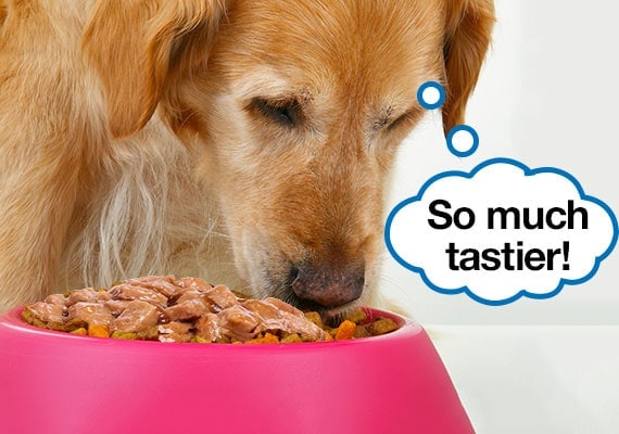 23 Tricks To Get A Picky Dog To Eat His Food (Every Last Bit!)