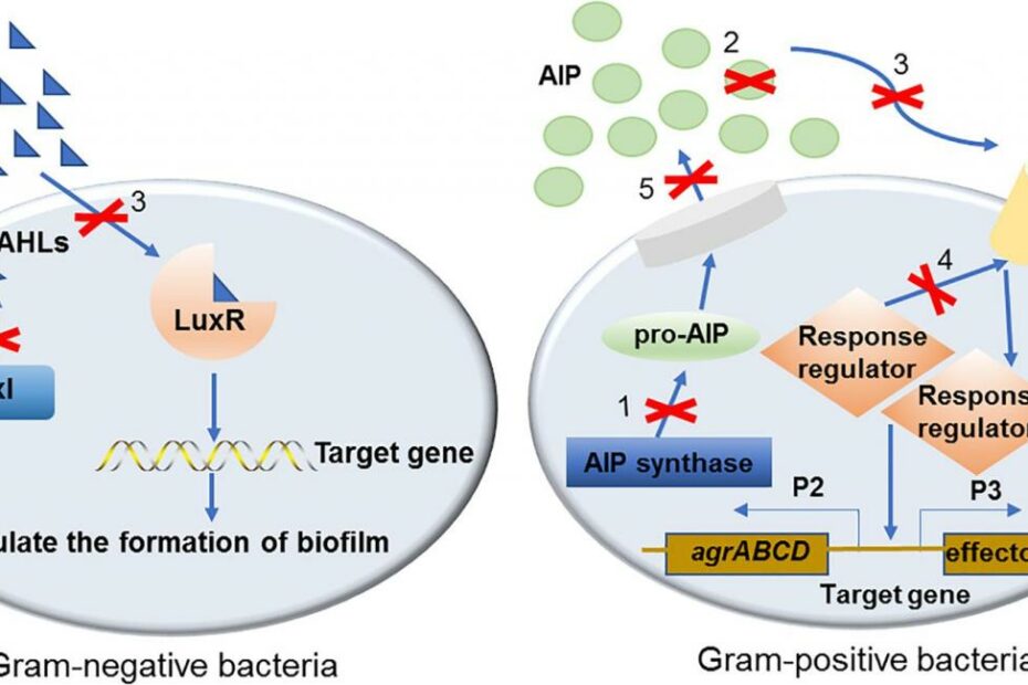 Frontiers | Regulatory Mechanisms And Promising Applications Of Quorum  Sensing-Inhibiting Agents In Control Of Bacterial Biofilm Formation