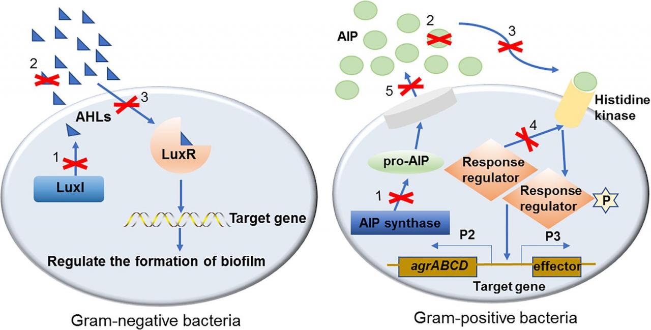 Frontiers | Regulatory Mechanisms And Promising Applications Of Quorum  Sensing-Inhibiting Agents In Control Of Bacterial Biofilm Formation