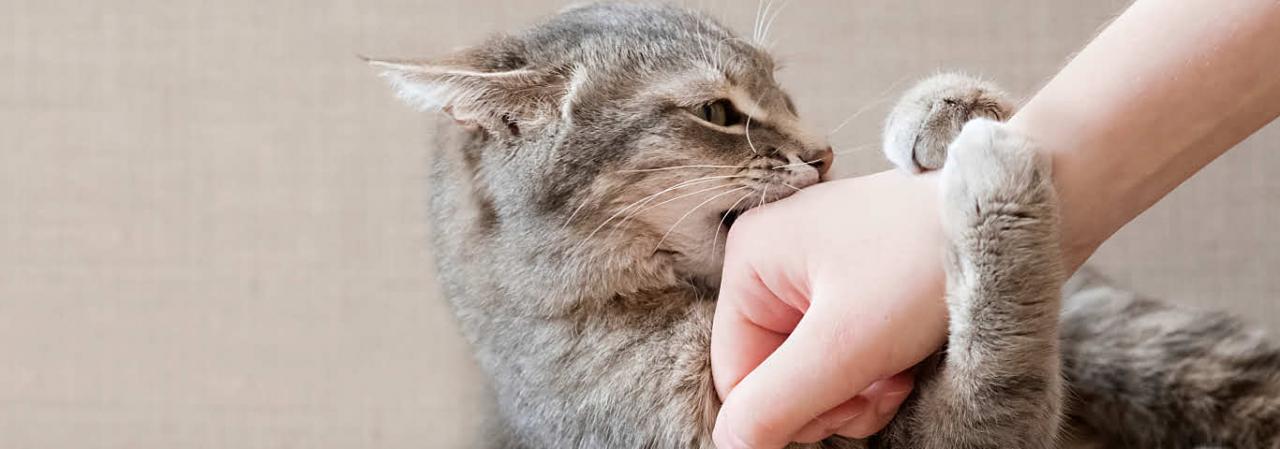 Is Your Cat'S Play Too Aggressive? | Hill'S Pet