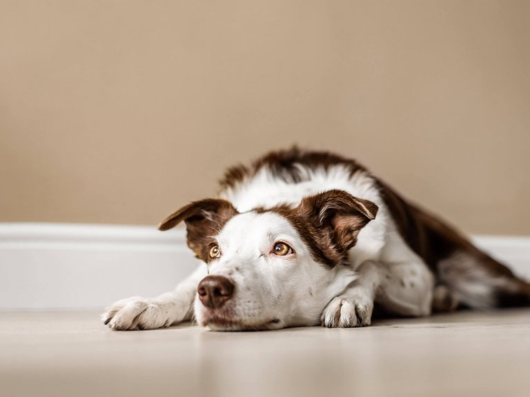 Top 5 Tips: Leaving Dogs Home Alone - How Long Is Okay? - Tractive