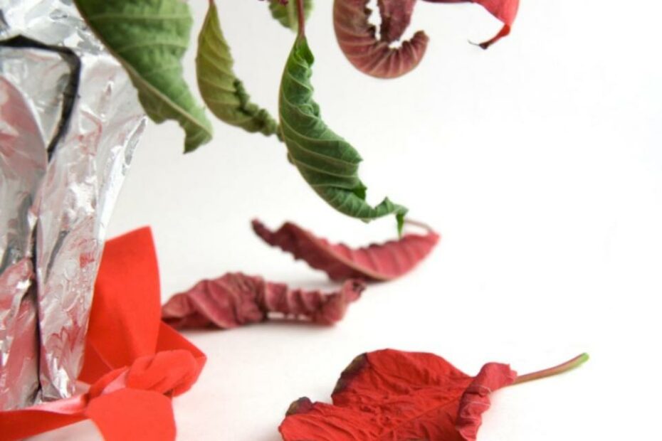 Poinsettia Leaves Shrivel And Die - Treating A Shriveling Poinsettia Plant