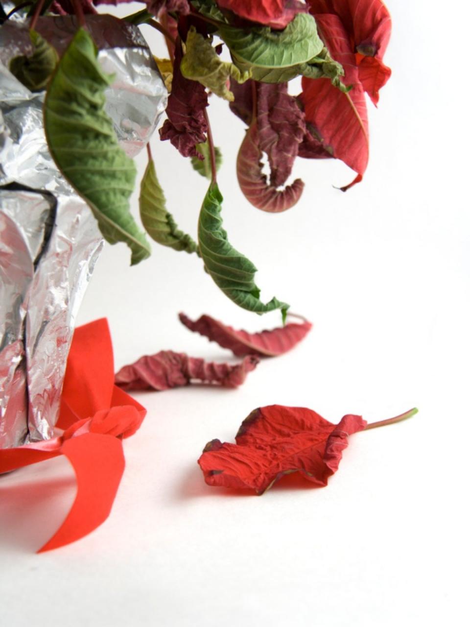 Poinsettia Leaves Shrivel And Die - Treating A Shriveling Poinsettia Plant