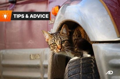 How Do I Cat-Proof My Car? | Autodeal