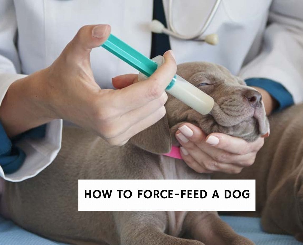 How To Force Feed A Dog: 3 Helpful Tips! (2023) - We Love Doodles