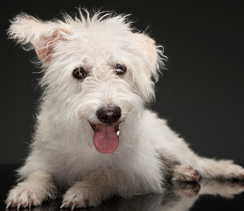 How To Keep Your White Fur Dog Clean And Stain-Free | Pride And Groom