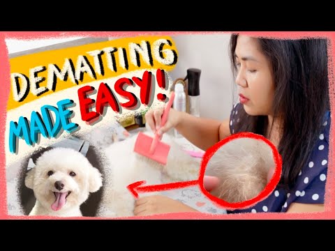 HOW TO DETANGLE MATTED FUR ON DOGS  |Quick & Easy Tips|  The Poodle Mom