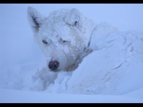 Do Sled Dogs Get Cold? Warning Fun Video - Youtube