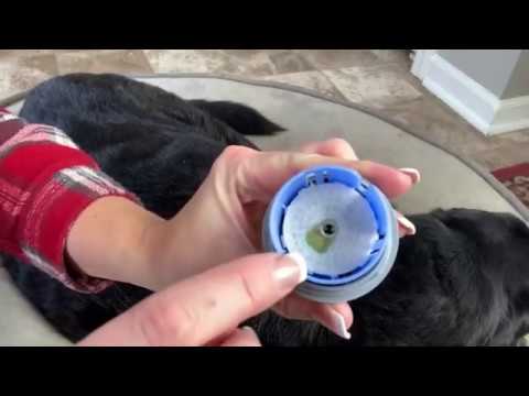 How To Install The Abbott Freestyle Libre On Your Diabetic Dog - Youtube