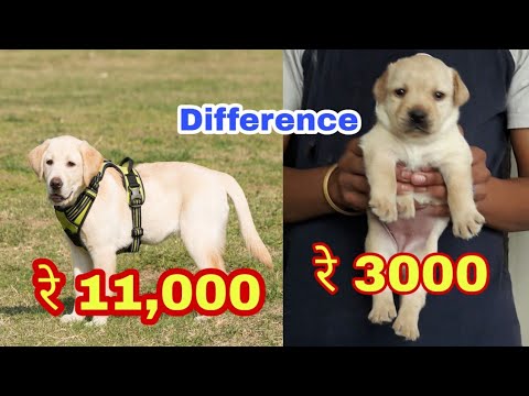 Labrador Puppy Price Difference - Youtube