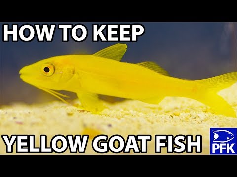 HOW TO KEEP YELLOW GOAT FISH